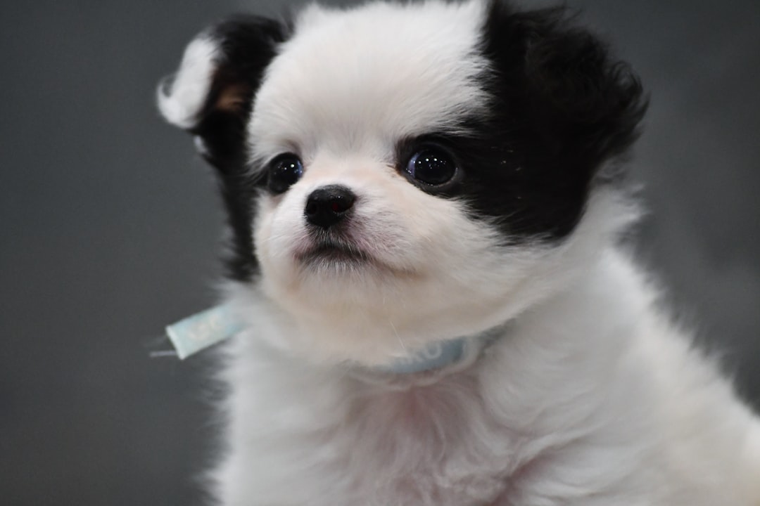 Introducing Cumberland Cavapoos: The Perfect Family Pet