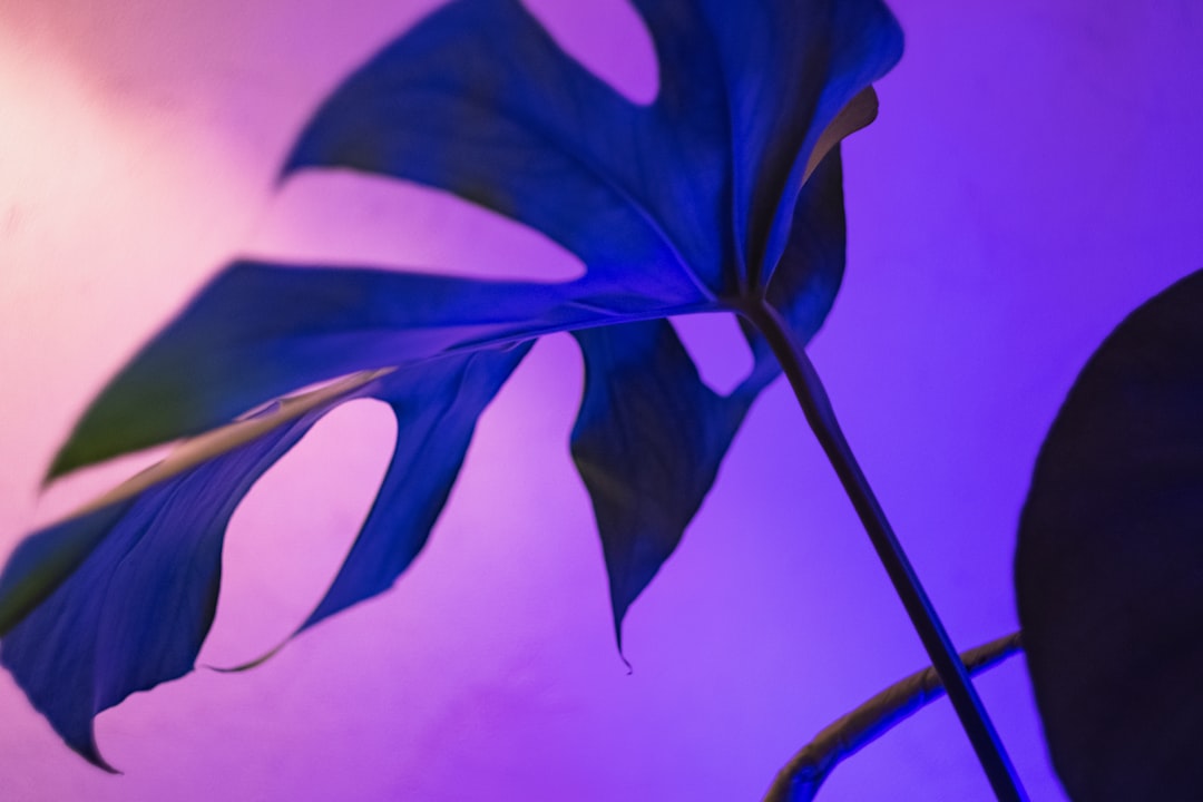 Discover the Beauty of Purple Leaf Odessa, TX
