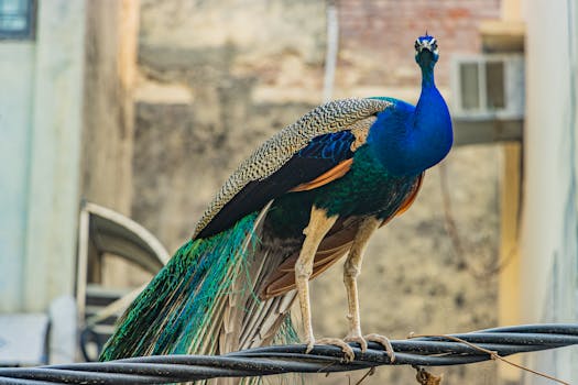 Judge Wapner: More Than Just a TV Judge, He Was a Pioneer