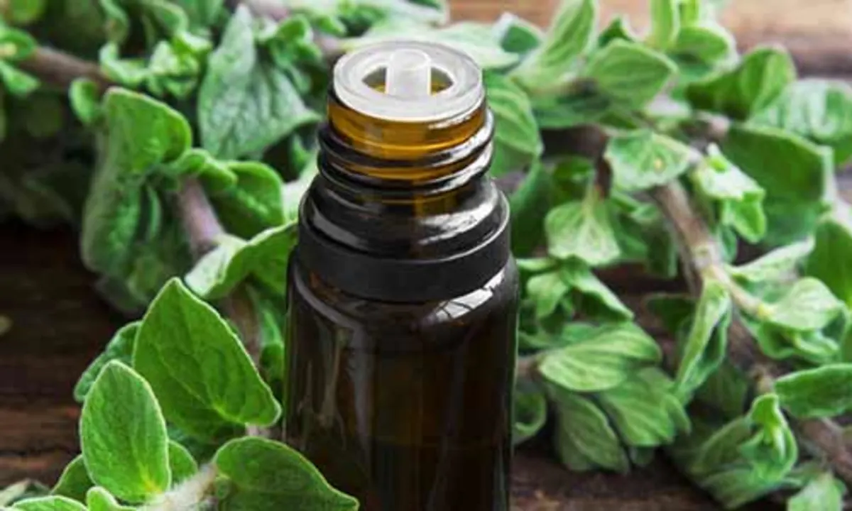 wellhealthorganic.com:health-benefits-and-side-effects-of-oil-of-oregano